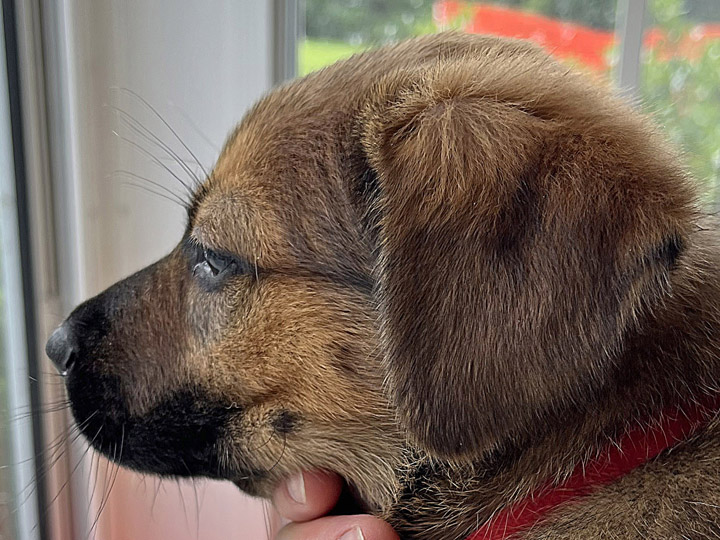 chinook puppy